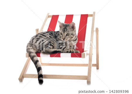 bengal cat in studio 142809396