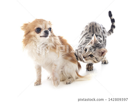 bengal cat and chihuahua 142809397