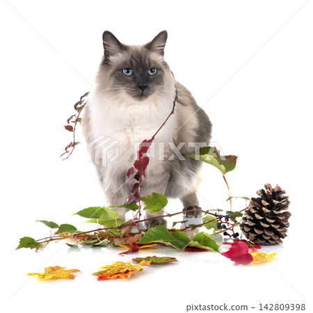 siberian cat in studio siberian cat in studio 142809398