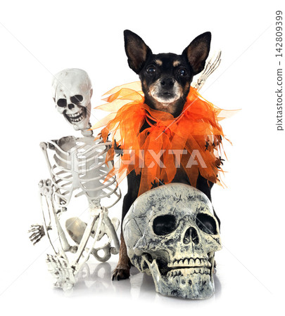 miniature pinscher in studio miniature pinscher in studio 142809399