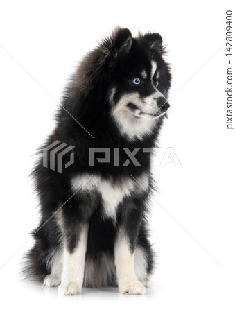 Pomsky in studio Pomsky in studio 142809400