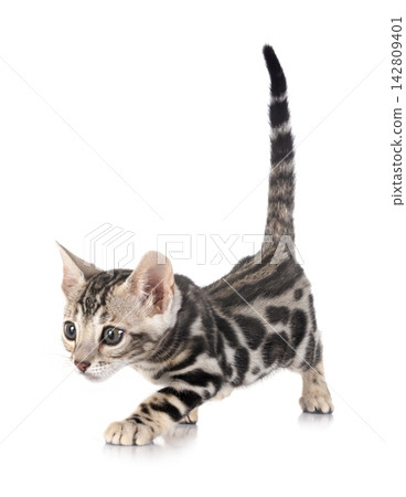bengal kitten in studio bengal kitten in studio 142809401