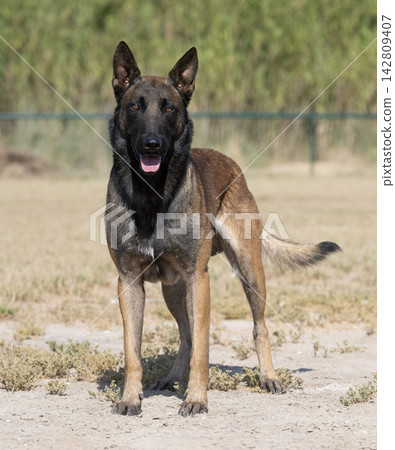 training of belgian shepherd training of belgian shepherd 142809407