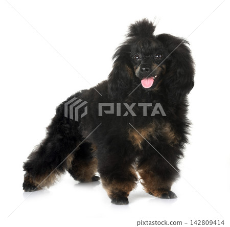 poodle in studio poodle in studio 142809414