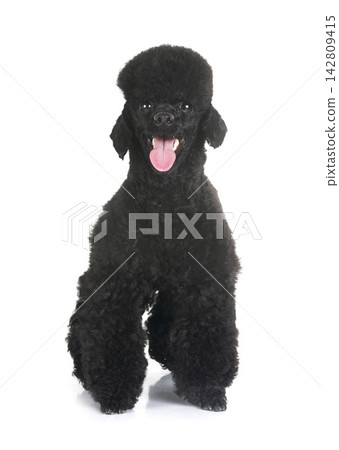 poodle in studio poodle in studio 142809415