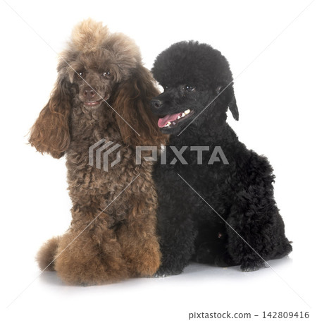 poodles in studio poodles in studio 142809416