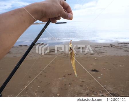 Sillaginidae caught Sillaginidae caught 142809421