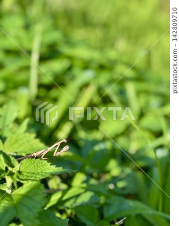 Praying mantis on a field path Praying mantis on a field path 142809710