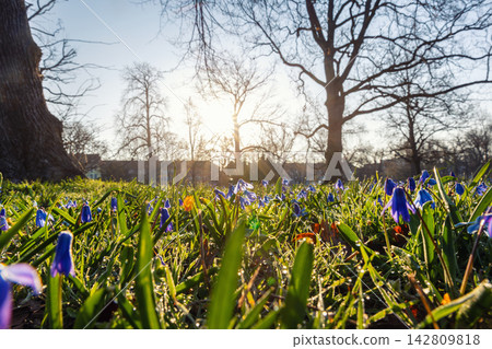 Blue scilla flowers glow among fresh green grass in warm spring sunlight, with bare park trees rising behind. Low angle view captures dew, renewal, soft bokeh and peaceful seasonal atmosphere Blue scilla flowers glow among fresh green grass in warm spring sunlight, with bare park trees rising behind. Low angle view captures dew, renewal, soft bokeh and peaceful seasonal atmosphere 142809818