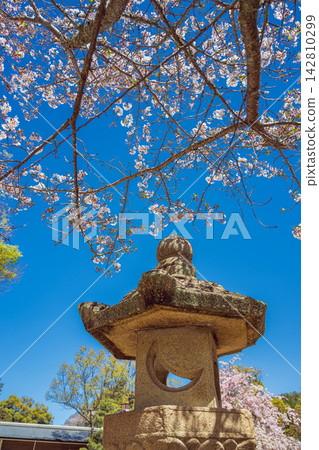 廣島嚴島神社的春景 142810299