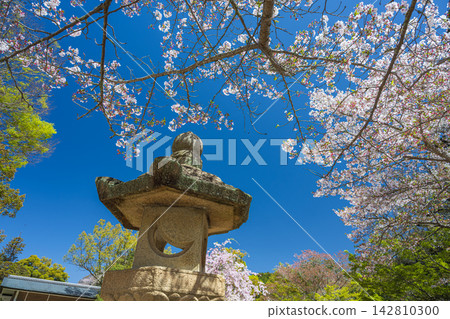 廣島嚴島神社的春景 廣島嚴島神社的春景 142810300