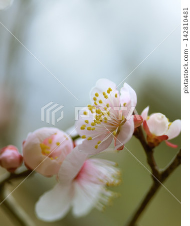 Plum blossoms telling the arrival of spring Plum blossoms telling the arrival of spring 142810481
