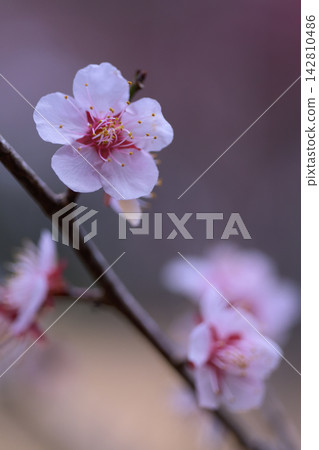 Plum blossoms bloom, announcing the arrival of spring. Plum blossoms bloom, announcing the arrival of spring. 142810486