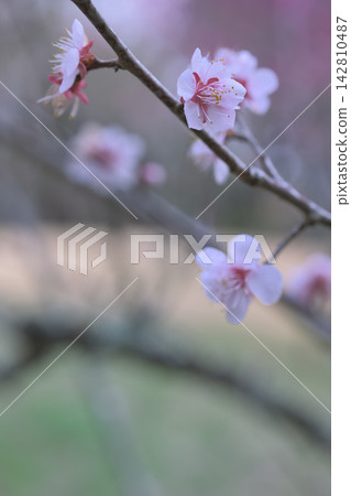 梅花在春天的陽光下 142810487