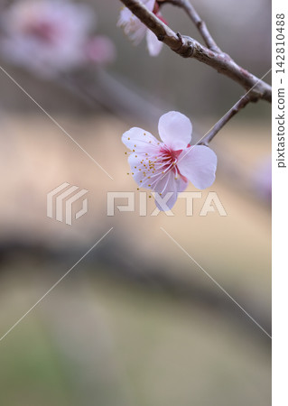 Spring sunshine and plum blossoms Spring sunshine and plum blossoms 142810488