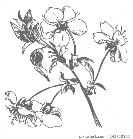 Vector sketch of a sakura. Line drawing of a blossoming cherry branch. Imitation of an old etching technique. Clipart for spring cards, greetings, and wedding invitations. Hand drawn clipart. 142810503