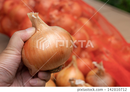 A man holding dried onions harvested from his home garden (July) - Onion cultivation A man holding dried onions harvested from his home garden (July) - Onion cultivation 142810712