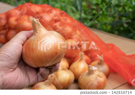A man holding dried onions harvested from his home garden (July) - Onion cultivation A man holding dried onions harvested from his home garden (July) - Onion cultivation 142810714