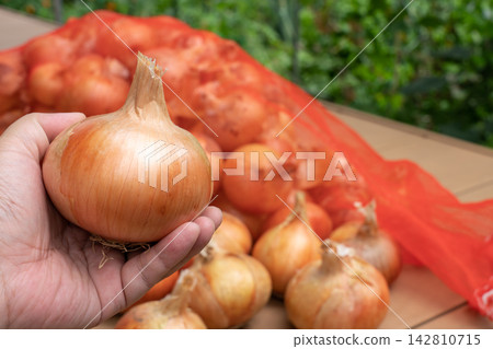 A man holding dried onions harvested from his home garden (July) - Onion cultivation A man holding dried onions harvested from his home garden (July) - Onion cultivation 142810715