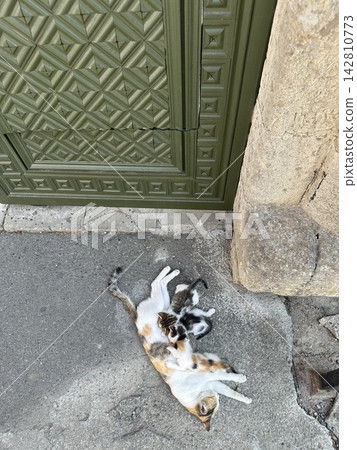 Cat breast feeding her kittens on the street. Cat breast feeding her kittens on the street. 142810773
