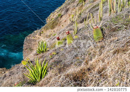 Wild Turks cap cactus and agave plants grow along a rocky coastal cliff overlooking the ocean in Antigua and Barbuda, at the Carpenter Rock Trail Wild Turks cap cactus and agave plants grow along a rocky coastal cliff overlooking the ocean in Antigua and Barbuda, at the Carpenter Rock Trail 142810775
