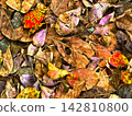Dead leaves covering the ground 142810800