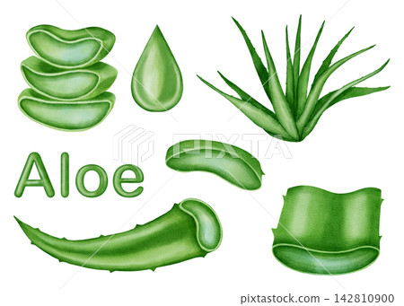 Watercolor aloe vera big clipart set with leaves, slices, gel drops, text, and whole plant. Botanical collection for organic cosmetics, medicine, and packaging design. 142810900