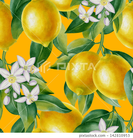 Watercolor lemon fruits and white blossom flowers seamless pattern. Hand drawn botanical illustration for fabric, textiles, wallpaper and Mediterranean style decor, kitchen decor, cafe menu Watercolor lemon fruits and white blossom flowers seamless pattern. Hand drawn botanical illustration for fabric, textiles, wallpaper and Mediterranean style decor, kitchen decor, cafe menu 142810953