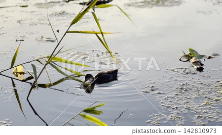 Small black duck swims alone on calm lake during sunset. Warm golden light reflects on the water surface, creating peaceful atmosphere and highlighting the gentle movement of bird in natural setting Small black duck swims alone on calm lake during sunset. Warm golden light reflects on the water surface, creating peaceful atmosphere and highlighting the gentle movement of bird in natural setting 142810973