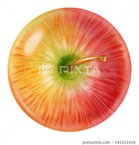 Watercolor illustration of a whole ripe red yellow apple isolated on a white background. Perfect for product logos, market posters, food packaging, textile patterns, Wedding invitations Watercolor illustration of a whole ripe red yellow apple isolated on a white background. Perfect for product logos, market posters, food packaging, textile patterns, Wedding invitations 142811026