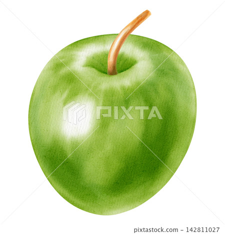 Watercolor illustration of a fresh whole green apple isolated on a white background. Perfect for product logos, market posters, food packaging, textile patterns, Wedding invitations Watercolor illustration of a fresh whole green apple isolated on a white background. Perfect for product logos, market posters, food packaging, textile patterns, Wedding invitations 142811027