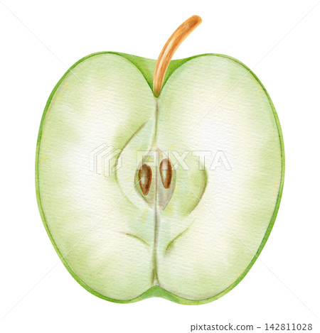 Watercolor illustration of a half green apple with core and seeds isolated on white background. Perfect for product logos, market posters, food packaging, textile patterns, Wedding invitations Watercolor illustration of a half green apple with core and seeds isolated on white background. Perfect for product logos, market posters, food packaging, textile patterns, Wedding invitations 142811028