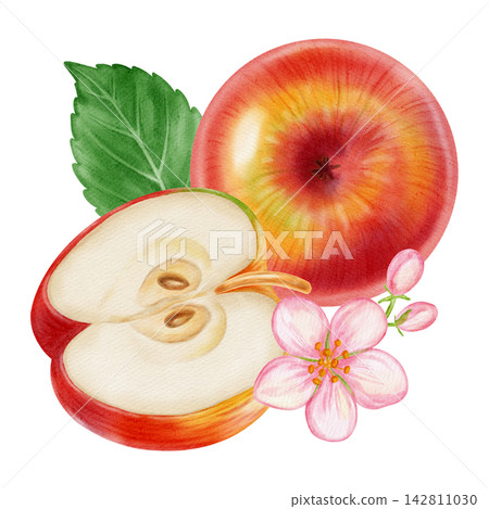 Watercolor illustration of fresh red apples, half apple, pink apple blossom flowers isolated on white background. Perfect for product logo, market posters, food packaging, textile patterns, Wedding Watercolor illustration of fresh red apples, half apple, pink apple blossom flowers isolated on white background. Perfect for product logo, market posters, food packaging, textile patterns, Wedding 142811030