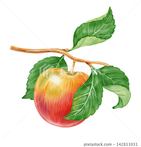 Watercolor illustration of ripe red apples on a branch with green leaves and flowers on a white background. Perfect for product logo, market posters, food packaging, textile patterns, Wedding Watercolor illustration of ripe red apples on a branch with green leaves and flowers on a white background. Perfect for product logo, market posters, food packaging, textile patterns, Wedding 142811031