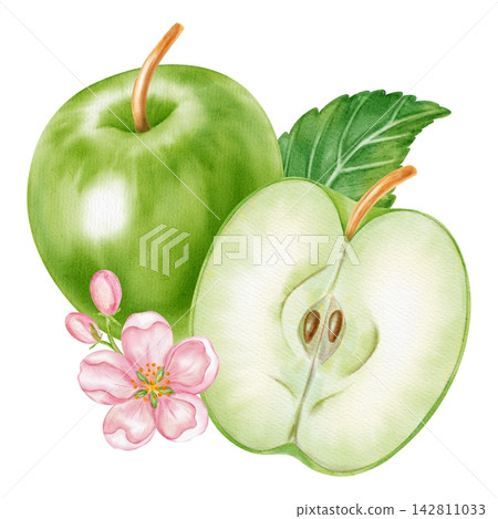 Watercolor illustration of a whole green apple, half slice core, pink blossom flower with leaf isolated on white background. Perfect for product logo, market posters, food packaging, textile patterns Watercolor illustration of a whole green apple, half slice core, pink blossom flower with leaf isolated on white background. Perfect for product logo, market posters, food packaging, textile patterns 142811033