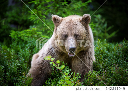 Brown bear standing among lush green foliage in a forest, surrounded by trees and underbrush, showcasing its natural habitat and wildlife behavior Brown bear standing among lush green foliage in a forest, surrounded by trees and underbrush, showcasing its natural habitat and wildlife behavior 142811049