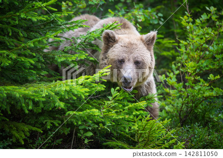 Brown bear standing among lush green foliage in a forest, surrounded by trees and underbrush, showcasing its natural habitat and wildlife behavior Brown bear standing among lush green foliage in a forest, surrounded by trees and underbrush, showcasing its natural habitat and wildlife behavior 142811050