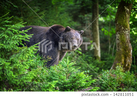 Brown bear standing among lush green foliage in a forest, surrounded by trees and underbrush, showcasing its natural habitat and wildlife behavior Brown bear standing among lush green foliage in a forest, surrounded by trees and underbrush, showcasing its natural habitat and wildlife behavior 142811051