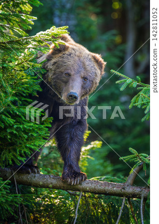 Brown bear standing on a fallen tree branch surrounded by lush green coniferous trees in a forest setting, showcasing its powerful physique and natural habitat Brown bear standing on a fallen tree branch surrounded by lush green coniferous trees in a forest setting, showcasing its powerful physique and natural habitat 142811052