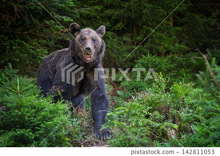 Brown bear standing among lush green foliage in a forest, showcasing its powerful physique and natural habitat with dense trees and underbrush surrounding it Brown bear standing among lush green foliage in a forest, showcasing its powerful physique and natural habitat with dense trees and underbrush surrounding it 142811053