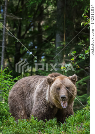 Brown bear standing in lush green forest, surrounded by trees and foliage, showcasing its natural habitat in a serene wilderness setting Brown bear standing in lush green forest, surrounded by trees and foliage, showcasing its natural habitat in a serene wilderness setting 142811054