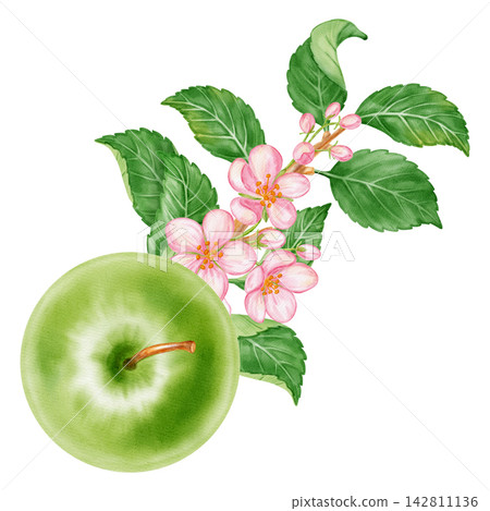 Watercolor illustration of a blooming tree branch with fresh green apples, pink flowers, leaves isolated on white background. Perfect for product logo, market posters, food packaging, textile patterns Watercolor illustration of a blooming tree branch with fresh green apples, pink flowers, leaves isolated on white background. Perfect for product logo, market posters, food packaging, textile patterns 142811136