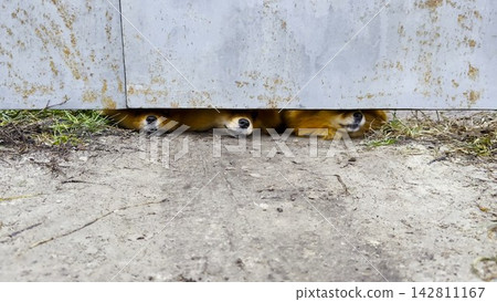 Curious pomeranian spitz puppies peek through a small gap at bottom of a fence, barking playfully at passersby. Their tiny faces and alert expressions convey curiosity, energy and playful interaction Curious pomeranian spitz puppies peek through a small gap at bottom of a fence, barking playfully at passersby. Their tiny faces and alert expressions convey curiosity, energy and playful interaction 142811167