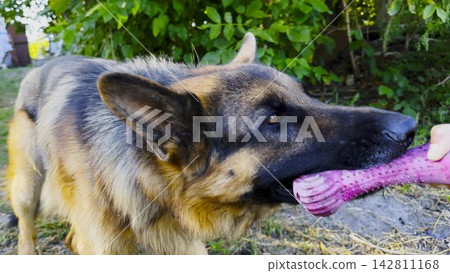 German shepherd dog playfully tugs on toy held by female hand at summer garden. The scene conveys fun, bonding, and joyful interaction between human and pet at nature. Slow motion 142811168