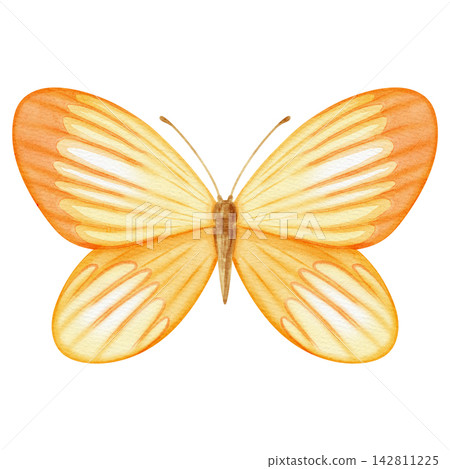 Watercolor hand drawn illustration of an orange and yellow butterfly isolated on white background. Gentle and cute insect art for nursery and childish designs. Watercolor hand drawn illustration of an orange and yellow butterfly isolated on white background. Gentle and cute insect art for nursery and childish designs. 142811225