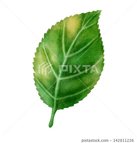 Watercolor illustration of a green plum tree branch with leaves isolated on a white background. Perfect for product logo, posters, packaging, textile, market advertising, wedding invitation, label Watercolor illustration of a green plum tree branch with leaves isolated on a white background. Perfect for product logo, posters, packaging, textile, market advertising, wedding invitation, label 142811226