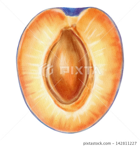 Watercolor illustration of a half ripe blue plum with slice, pit isolated on a white background. Perfect for product logo, posters, packaging, textile, market advertising, wedding invitation, label Watercolor illustration of a half ripe blue plum with slice, pit isolated on a white background. Perfect for product logo, posters, packaging, textile, market advertising, wedding invitation, label 142811227