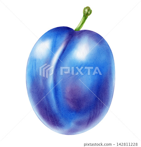 Watercolor illustration of a whole fresh blue plum fruit isolated on a white background. Perfect for product logo, posters, packaging, textile, market advertising, wedding invitation, label, card Watercolor illustration of a whole fresh blue plum fruit isolated on a white background. Perfect for product logo, posters, packaging, textile, market advertising, wedding invitation, label, card 142811228