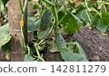 Cucumbers developing on a vine, featuring small prickly fruit and bright green leaves, indicating organic growth and natural development in a backyard garden setting. 142811279