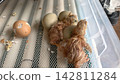 Multiple wet newborn chicks emerging from their eggs and resting on a mesh surface inside an incubator, representing new life, birth, and early stages of poultry farming. 142811284